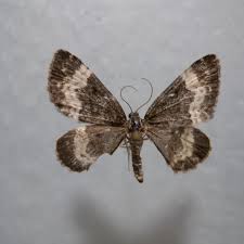 Attēlu rezultāti vaicājumam “Spargania luctuata”