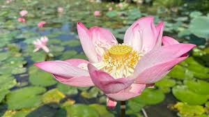 Image result for rosa aquatica