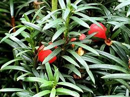 Attēlu rezultāti vaicājumam “Taxus baccata leaf”