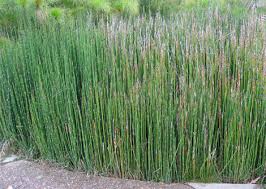 Attēlu rezultāti vaicājumam “Equisetum hyemale”