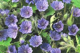 Attēlu rezultāti vaicājumam “Geranium bohemicum fruit”