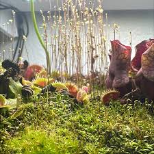 Image result for Utricularia