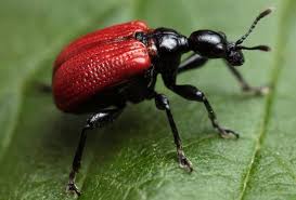 Attēlu rezultāti vaicājumam “Apoderus coryli”