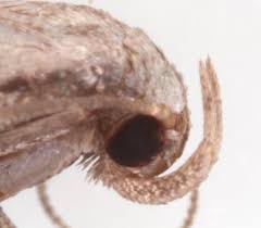 Attēlu rezultāti vaicājumam “Hypenodes humidalis”