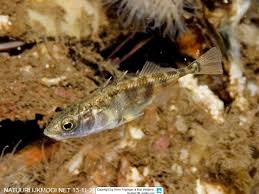 Attēlu rezultāti vaicājumam “Gasterosteus aculeatus”