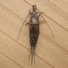 Attēlu rezultāti vaicājumam “Machilidae”