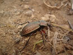 Attēlu rezultāti vaicājumam “Carabus arcensis”