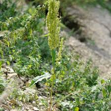 Attēlu rezultāti vaicājumam “Rumex aquaticus leaf”