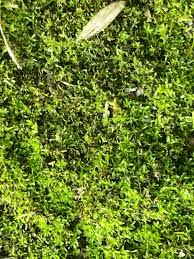 Attēlu rezultāti vaicājumam “Barbula convoluta”