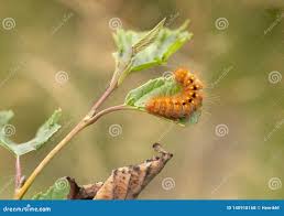 Attēlu rezultāti vaicājumam “Acronicta auricoma larva”