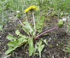 Attēlu rezultāti vaicājumam “Taraxacum suecicum leaf”