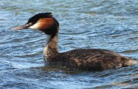 Attēlu rezultāti vaicājumam “Podiceps cristatus”