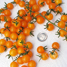 Afbeeldingsresultaat voor broad ripple yellow currant tomato