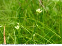 Attēlu rezultāti vaicājumam “Rhynchospora alba flower”