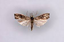 Attēlu rezultāti vaicājumam “Catoptria verellus”