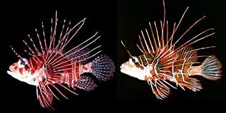 Image result for Pterois volitans