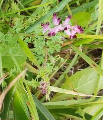 Attēlu rezultāti vaicājumam “Fumaria officinalis flower”