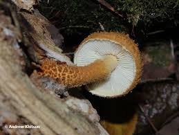 Attēlu rezultāti vaicājumam “Stropharia albocrenulata”