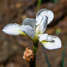Attēlu rezultāti vaicājumam “Ligularia sibirica flower”