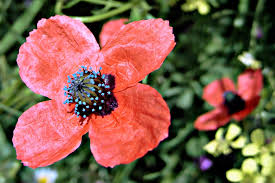 Attēlu rezultāti vaicājumam “Papaver argemone flower”
