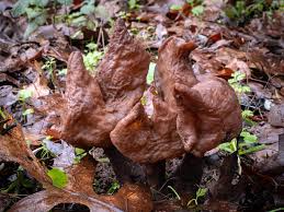 Attēlu rezultāti vaicājumam “Fuligo gyrosa macro”