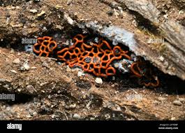 Attēlu rezultāti vaicājumam “Hemitrichia serpula macro”