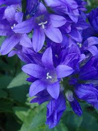 Image result for Glockenblumen