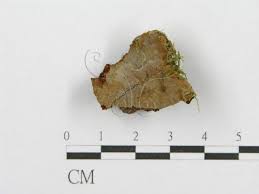 Attēlu rezultāti vaicājumam “Phellinus laevigatus”