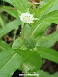 「タカスギ・サブロウタ」の画像検索結果