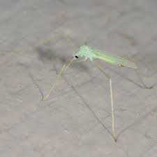 Attēlu rezultāti vaicājumam “Limoniidae”