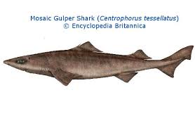 Image result for Nasolamia velox