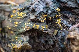 Attēlu rezultāti vaicājumam “Bactridium flavum”