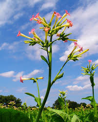 Attēlu rezultāti vaicājumam “Nicotiana tabacum flower”