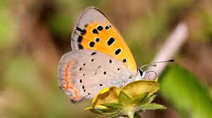 Attēlu rezultāti vaicājumam “Lycaena phlaeas male”