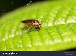 Attēlu rezultāti vaicājumam “Ectobius sylvestris male”