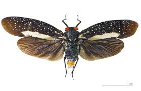 Attēlu rezultāti vaicājumam “Fuligo licentii macro”