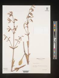 Attēlu rezultāti vaicājumam “Silene nutans”