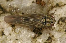 Attēlu rezultāti vaicājumam “Macrosteles sp.”