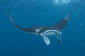 Image result for Mobula alfredi