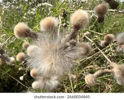 Attēlu rezultāti vaicājumam “Cirsium arvense fruit”