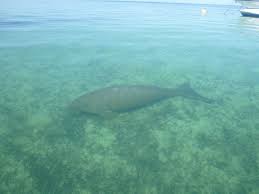 Image result for Furgaleus macki