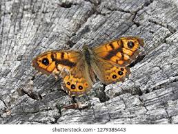 Attēlu rezultāti vaicājumam “Lasiommata megera male”