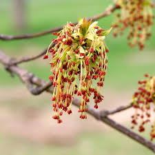 Attēlu rezultāti vaicājumam “Acer negundo fruit”