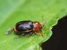 Attēlu rezultāti vaicājumam “Cryptocephalus pusillus”