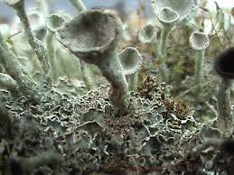 Attēlu rezultāti vaicājumam “Cladonia botrytes”