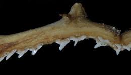 Image result for Rhizoprionodon longurio