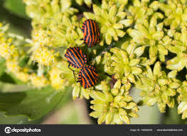 Attēlu rezultāti vaicājumam “Graphosoma lineatum imago”