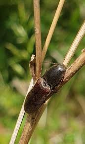 Attēlu rezultāti vaicājumam “Dalopius marginatus”