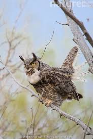 Attēlu rezultāti vaicājumam “Bubo bubo adult”