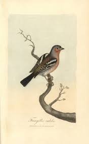 Attēlu rezultāti vaicājumam “Fringilla coelebs”